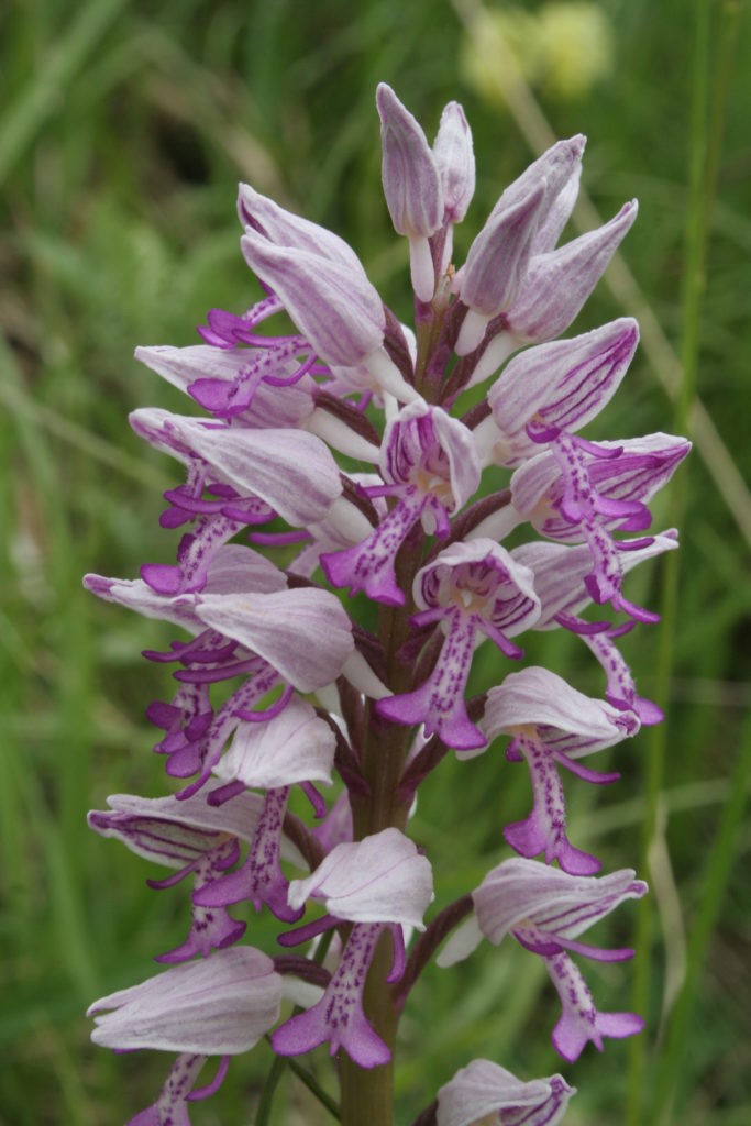 Orchis militaire